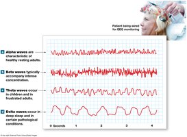 EEG brain waves: alpha, beta, theta, delta