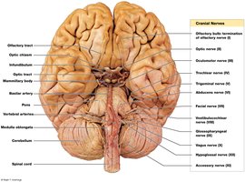 Inferior view of the brain showing cranial nerve origins