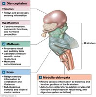 Detailed diagram of diencephalon, midbrain, pons, and medulla oblongata