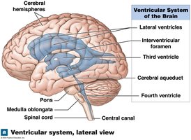 Ventricular system, lateral view