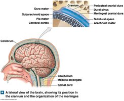 Lateral view of the brain and organization of the meninges