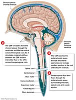 Formation and circulation of cerebrospinal fluid