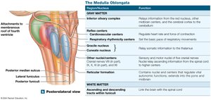 Posterolateral view of the medulla oblongata and its nuclei
