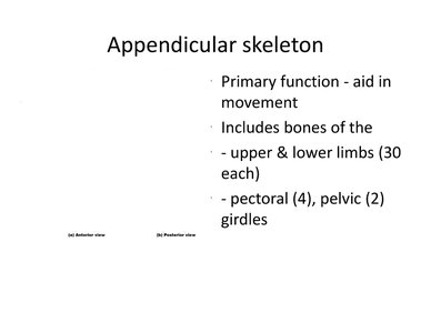 Labeled diagram of the human skeleton highlighting the appendicular skeleton