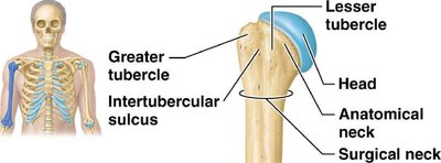 Proximal humerus with labeled tubercles and necks