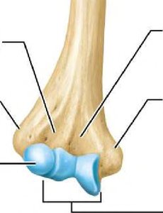 Distal humerus with labeled condyles and epicondyles