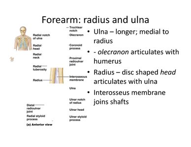 Anterior view of the radius and ulna with labeled features