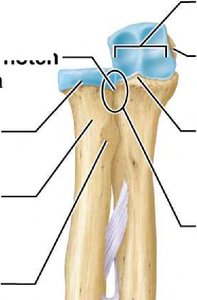 Proximal articulation of radius and ulna
