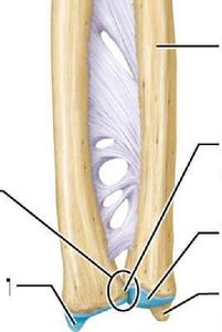 Interosseous membrane between radius and ulna