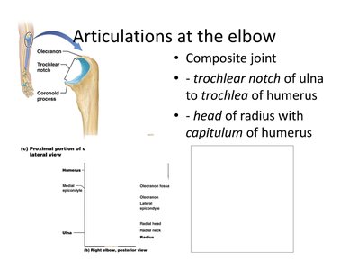 Elbow joint showing articulations