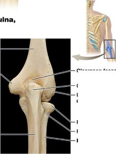 Labeled anatomical elbow joint