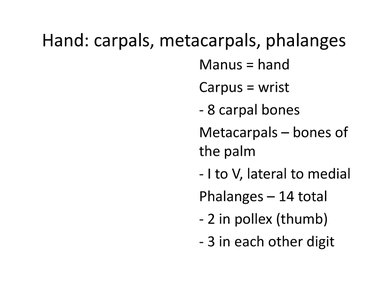 Hand bones: carpals, metacarpals, phalanges