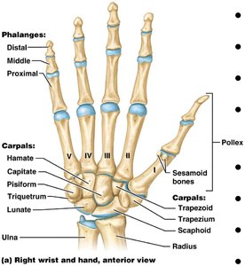Labeled diagram of the right hand and wrist