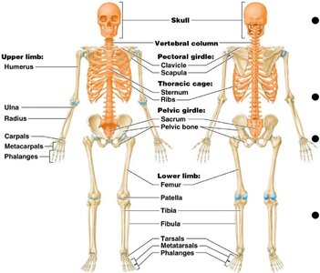 Anterior and posterior views of the human skeleton with appendicular components labeled