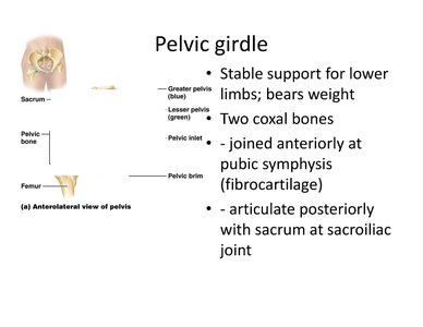 Pelvic girdle with labeled features