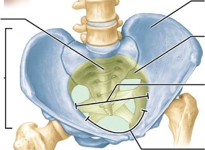 Pelvic inlet and brim