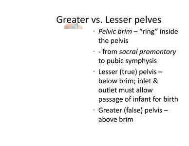 Greater and lesser pelvis