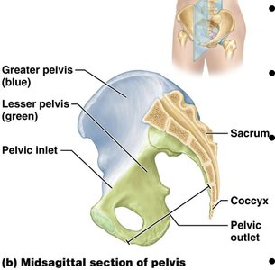 Midsagittal section of pelvis
