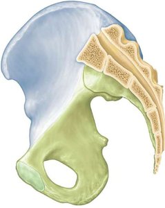 Femur and patella articulation