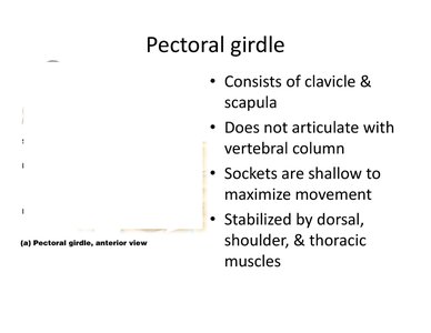 Diagram of the pectoral girdle showing clavicle and scapula