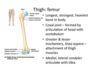 Anterior and posterior views of the patella