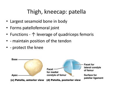 Tibia and fibula with labeled features