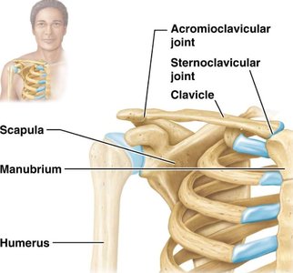 Joints of the clavicle: sternoclavicular and acromioclavicular