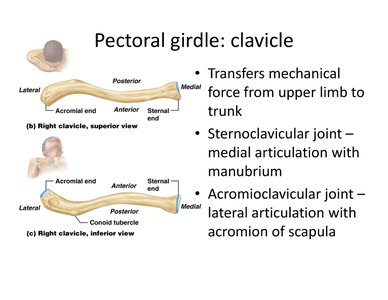 Superior and inferior views of the clavicle