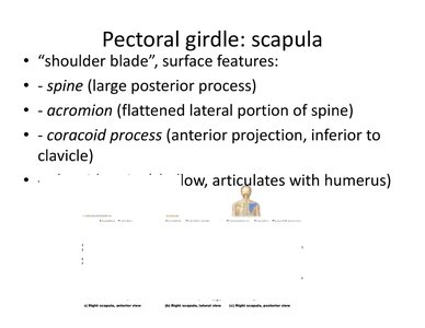 Surface features of the scapula
