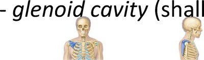 Glenoid cavity of the scapula