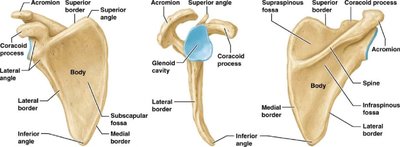 Labeled diagrams of the scapula from different views