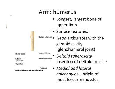 Anterior view of the humerus with labeled features