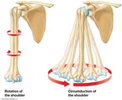 Rotation and circumduction of the shoulder