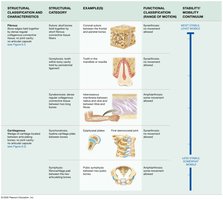 Fibrous and cartilaginous joints classification