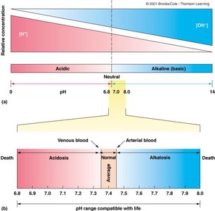 Diagram showing the pH range of blood and the consequences of acidosis and alkalosis