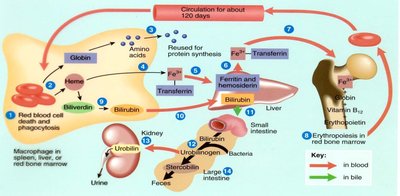 Diagram of erythrocyte recycling and bilirubin metabolism