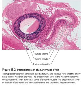 Photomicrograph of an artery and a vein showing their layers