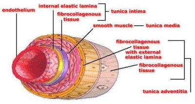 Diagram of blood vessel wall structure