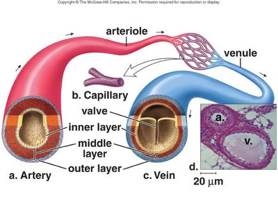 Diagram comparing artery, vein, and capillary structure