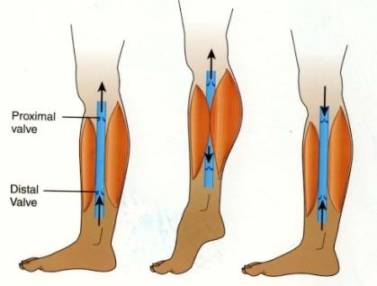 Diagram showing the role of muscle contraction and valves in venous return