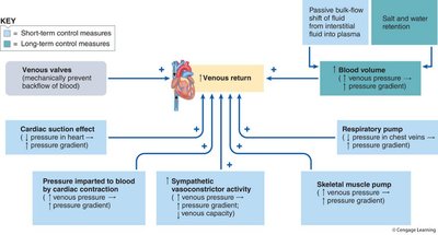 Diagram of platelet plug formation and the role of platelets in hemostasis