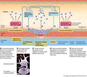 Diagram of the coagulation cascade and clot formation