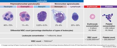 Table showing types of leukocytes, erythrocytes, and platelets with their concentrations
