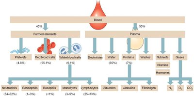 Diagram of blood composition and its components