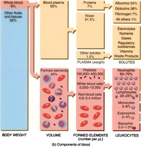 Diagram showing the components of blood and their relative proportions