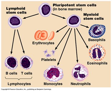 Diagram of hematopoiesis showing differentiation of blood cells from stem cells