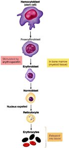 Diagram of erythropoiesis from stem cell to mature erythrocyte