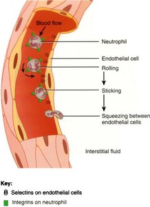 Diagram of neutrophil diapedesis through endothelium