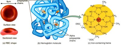 Diagram of red blood cell shape and hemoglobin structure