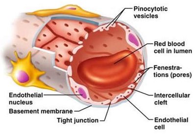 Fenestrated capillary endothelium